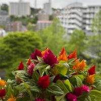 ケイトウの画像