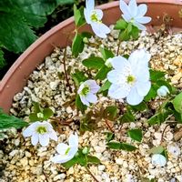 バイカカラマツ,ユーフォルビアブラックバード,ユーフォルビア,山野草,いつもありがとう♡の画像