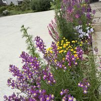 リナリアの画像