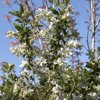 リキュウバイ,ソラマメ,今日のお花の画像