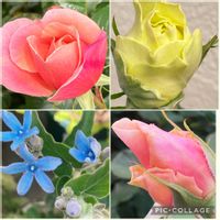 ブルースター,ライスフラワー,シラーカンパニュラータ,スマホ撮影,ばら バラ 薔薇の画像