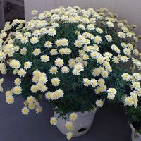 ボンザマーガレットの画像