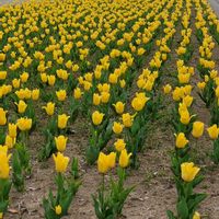 チューリップ,レウィシア,菜の花,カンガルーポウ,GSのみなさんに感謝♡の画像