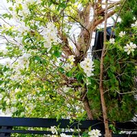 コスモス,トリトニア,レモン,昼咲き月見草,リキュウバイ（利休梅）の画像