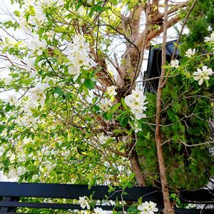 コスモス,トリトニア,レモン,昼咲き月見草,リキュウバイ（利休梅）の画像