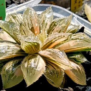 新氷砂糖錦,ハオルチア属,多肉ちゃん,ボタニカルライフ,ベランダーの画像