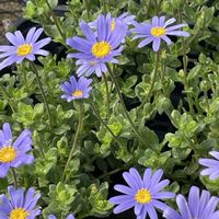 ブルーデージー,ブルーデージー,登山,今日の一枚,花のある暮らしの画像