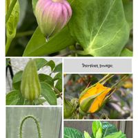 アデニウム,ミニバラコルダナ,ポピー　アメージンググレイ,クレマチスマダムテルヨ,クレマチスロコ・コラの画像