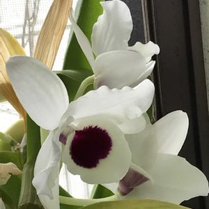 ガーデニング,ガーデン,キッチンの画像