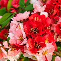 ボケ,おうち園芸,喜多方日中線枝垂れ桜並木,GS7年目の画像