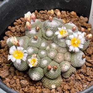 サボテン,松露玉,ブロスフィルデア・松露玉,サボテンの花,多肉植物とサボテンの画像