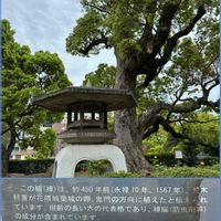 ソテツ,ソテツ,クスノキ,カナリーヤシ,白松の画像