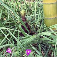 露草,タケノコと露草,花のある暮らし❤の画像