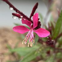 ガウラ,ピーマン,接木なす,シシトウ,ナガサキアゲハチョウの画像