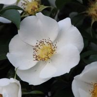 ナニワイバラの画像