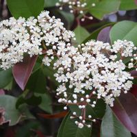 カナメモチの画像