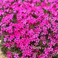 シバザクラ,岩手県,庭の画像