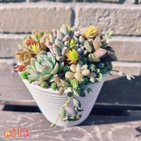 虹の玉,パリダム,ピーチネックレス,ダルマ姫秋麗,姫花月の画像