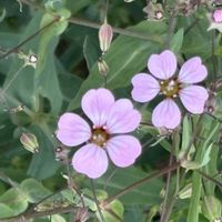 カスミソウ,フレンチラベンダー,ポットマリーゴールド(ｷﾝｾﾝｶ),キンセンカ（金盞花）,リナリア(姫金魚草)の画像