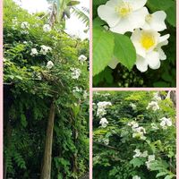 ノイバラ,お出かけ先の画像