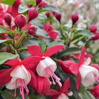 フクシア,フクシア,鉢植え,つぼみ,花のある暮らしの画像