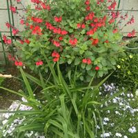 チェリーセージ,ペンステモン アラベスク,新入りさん,花のある暮らし,見切り品の画像