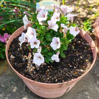 サフィニア,サフィニア,サフィニア,サフィニア,ガーデニングの画像