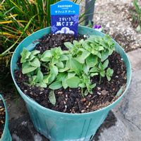 サフィニア,サフィニア,ガーデニング,ボタニカルライフ,お庭の植物の画像