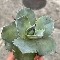 アガベ,アガベ白銀甲蟹,多肉植物,多肉大好き,多肉中毒の画像