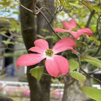 ハナミズキ,うすべに色の花の画像