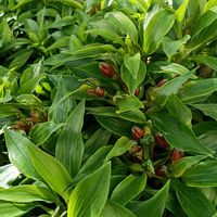 アルストロメリア,アルストロメリア,庭の画像