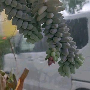 ビアホップ ,つぶつぶの日,金曜日の蕾たち,窓辺の画像