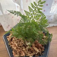 オリヅルラン,トキワシノブの画像