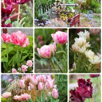 ハーブ,ガーデニング,無農薬,グラス女子(*ˊᵕˋ*)੭ ੈ,小さな庭の画像