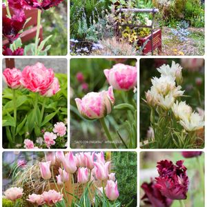 ハーブ,ガーデニング,無農薬,グラス女子(*ˊᵕˋ*)੭ ੈ,小さな庭の画像