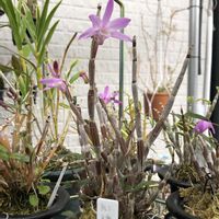 セッコク,野生蘭,セッコク 紅達磨,観葉植物,山野草の画像