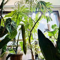 アンスリウム,モンステラ,エバーフレッシュ,フィロデンドロン,モンステラ デリシオーサの画像