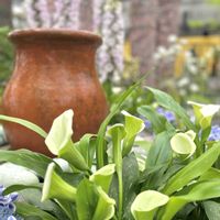 アジサイ,カラー,シャクナゲ,ペラルゴニウム,モッコウバラの画像