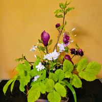 モクレンの画像