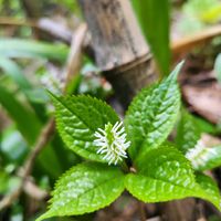 ヒトリシズカ,ヒトリシズカ,春一番,山野草,#山野草の画像