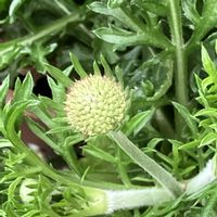 アジサイ,アルストロメリア,スカビオサ,ルピナス,花のある暮らしの画像