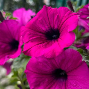 サボテン,キッチン,テラス,ベランダ,庭の画像