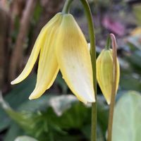 スイセン,キバナカタクリ,八重咲き水仙 フォンシオン,山野草,花のある暮らしの画像