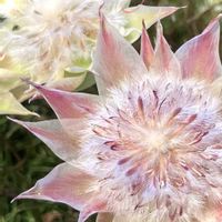 ウェディングブーケ,ドライフラワー,フラワーアレンジメント,花のある暮らし,緑のある暮らしの画像