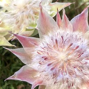 ウェディングブーケ,ドライフラワー,フラワーアレンジメント,花のある暮らし,緑のある暮らしの画像