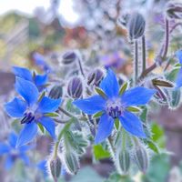 ボリジ,ボリジ(ルリジサ),ハーブ,ガーデニング,こぼれ種の画像