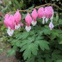 タイツリソウの画像