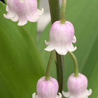 アグロステンマ,ドイツスズラン,スズラン　ピンクの画像