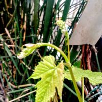 アプローチの画像