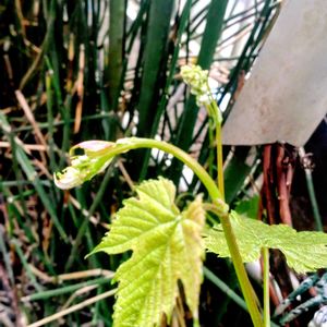 アプローチの画像